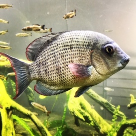 Academy Fish